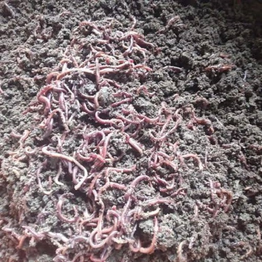 vermicompost
